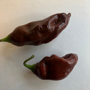 Habanero Black - Seeds - The Pepper Pantry (Formerly Marie Sharp's)